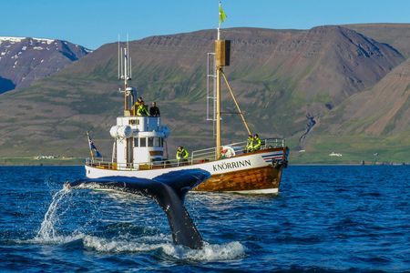 Whale watching tour in Árskógssandur