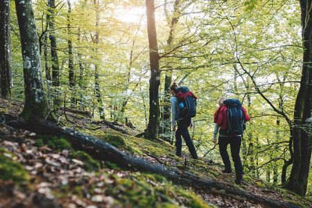 Meet the wildlife of Sweden in a safari tour