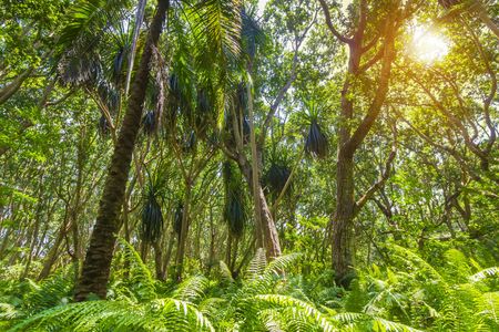 Zanzibar Jozani Forest and Prison Island private tour