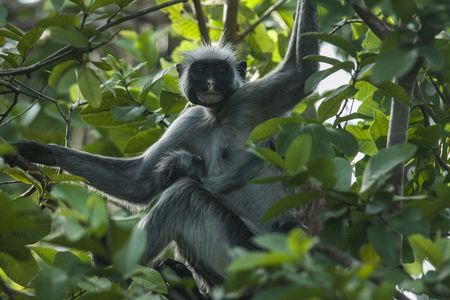 Zanzibar Jozani Forest private tour