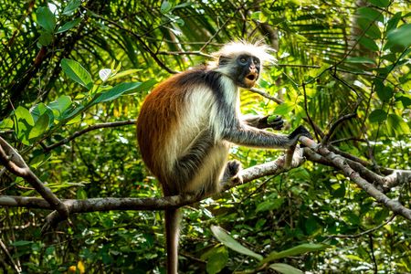 Zanzibar spice plantation and Jozani Forest private tour