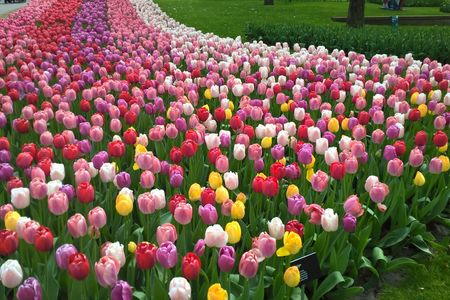 Tulips and windmills small-group tour with Keukenhof skip-the-line ticket