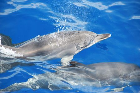 Dolphin-watching tour from Madeira