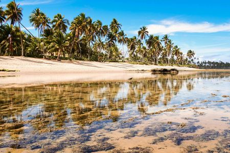 Praia Do Forte and Tamar Project guided tour