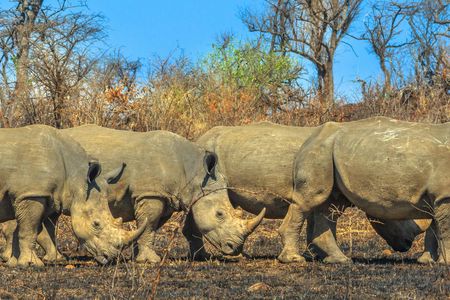 Hluhluwe-Imfolozi Park Tour from Durban