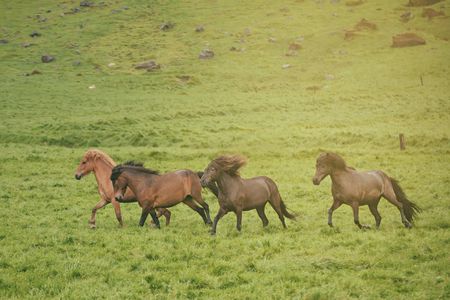 Mountains and Medows  horse back tour