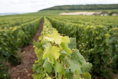 Morning Champagne and family growers from Reims