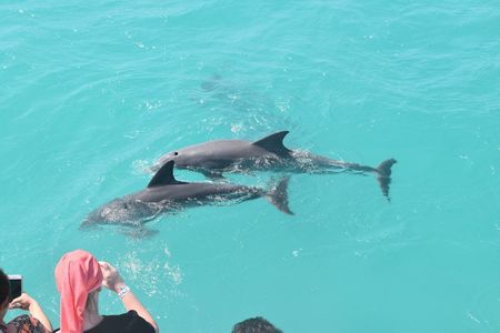 Key West dolphin watch and snorkeling sunset cruise