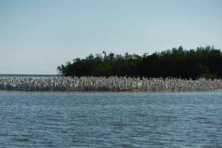 Private Everglades bird watching and photography safari boat tour