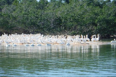 Everglades National Park wildlife and beach expedition