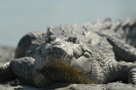 Everglades orchids and alligator kayak eco-tour