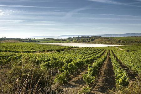 Tour to Two Wineries in La Rioja from Pamplona