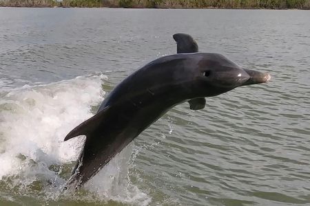 Everglades National Park dolphin, birding and wildlife boat tour