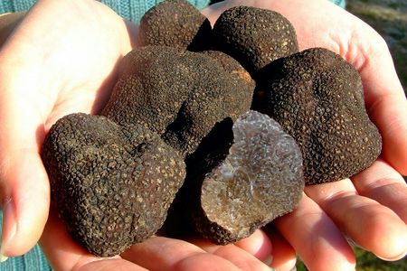 3-hour truffle hunting tour at Les Pastras