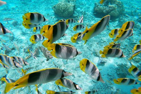Bora Bora Glass-Bottom Boat Tour
