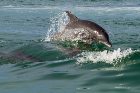 Key West morning dolphin watch and snorkeling