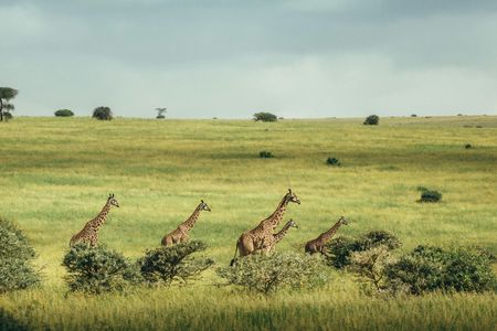 Nairobi National Park full-day tour