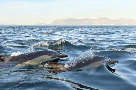 Dolphin watching and Arrábida tour