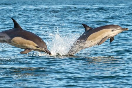 Dolphin watching half-day tour