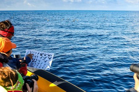 3-hour marine birdwatching expedition from Vila Franca do Campo