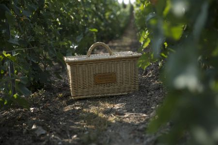 Guided tour of the Vollereaux Champagne cellar with a picnic in the vineyard