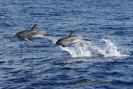 Amazing land & sea tour with open roof 4x4 and dolphin spotting