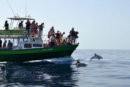 Flipper Whale Watching Morning Boat Trip Ticket