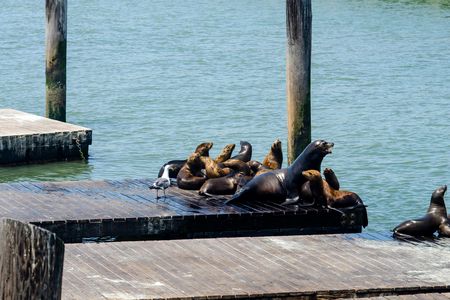 San Francisco bus tour with Bay cruise