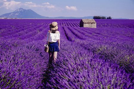 Full-day lavender tour in Valensole from Aix en Provence