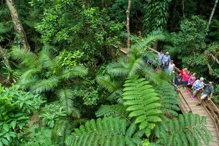 Daintree Rainforest, Cape Tribulation and Bloomfield Track small group tour