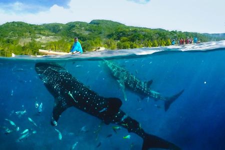 Full-day Oslob whale shark and canyoneering adventure