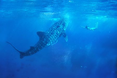 Full-day Oslob whale shark encounter with Tumalog falls