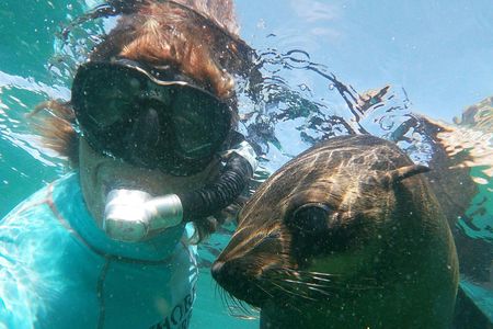 Swim with seals in Plettenberg Bay
