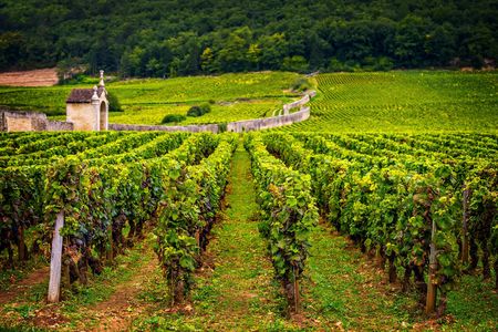 Burgundy wine tour in Chablis from Paris with tasting 12+ drinks