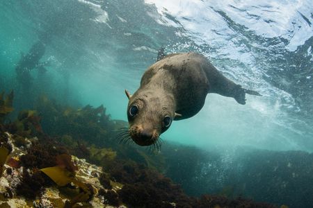 Seal viewing tour in Plettenberg Bay