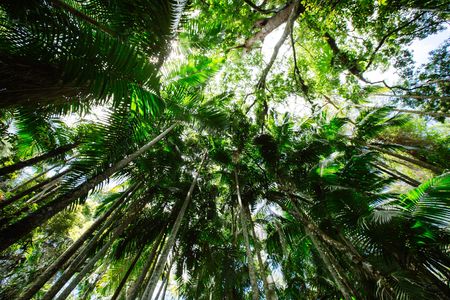 Lamington National Park, O'Reilly's and vineyard tour