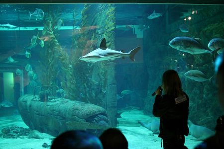 Skip-the-line ticket for the Seaquarium