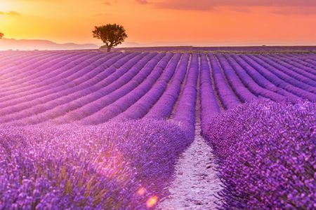 Tour of the fields of lavender and Gorges du Verdon from Nice