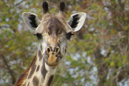 Nyerere National Park one-day safari from Zanzibar with flights