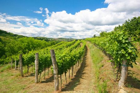 Wine hills of Goriska Brda day trip from Ljubljana