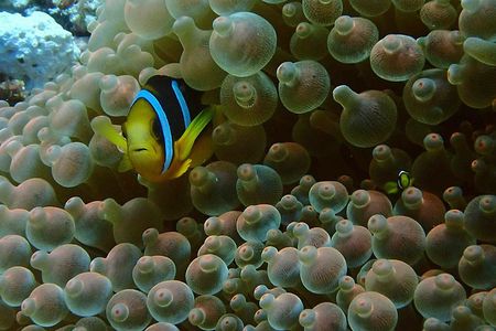 PADI Discover Scuba Diving from RIU Atoll and RIU Palace Maldivas