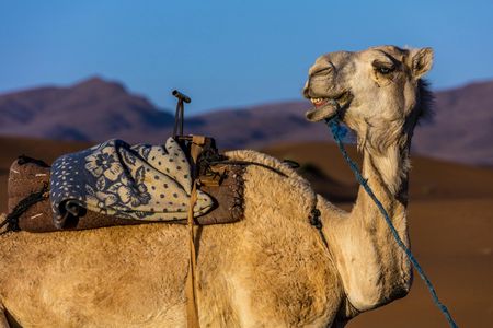 Agadir camel safari