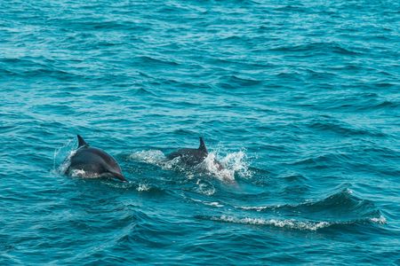 Mirissa whale watching from Colombo