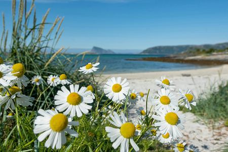 Summer Arctic landscapes