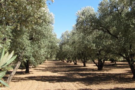 Olive oil tour and visit to the historical village of Belchite