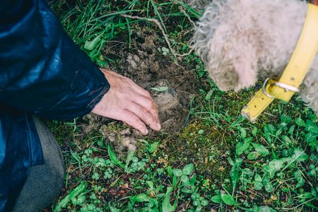 Burgundy truffle hunting demonstration and truffle tasting session