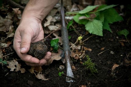 Burgundy truffle hunting demonstration and truffle lunch