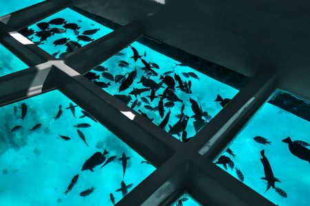Coral viewing glass bottom-boat tour in Aqaba with open buffet