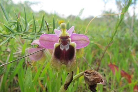 Orchid-watching tour in Algarve