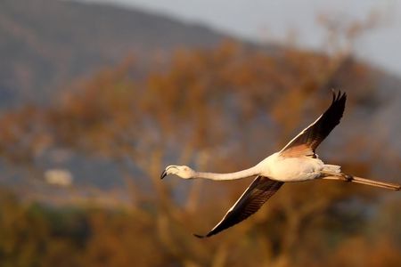 Formosa lagoon half-day birdwatching tour